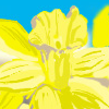 Daffodils